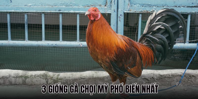 3 giống gà chọi Mỹ phổ biến nhất