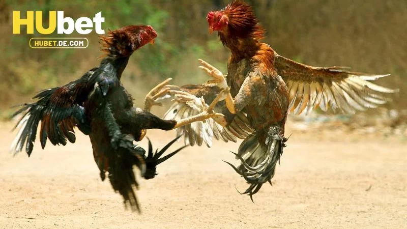 Hướng dẫn cược WS168 đá gà tại Hubet